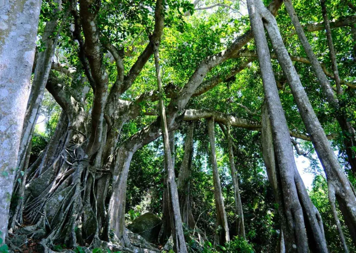 Cây đa giếng nước sân đình dấu ấn ngàn năm văn hóa Việt