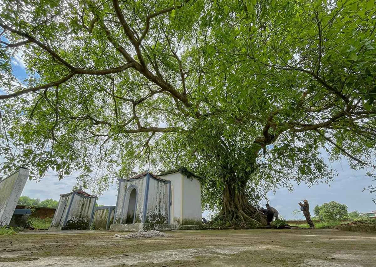 Cây đa giếng nước sân đình dấu ấn ngàn năm văn hóa Việt