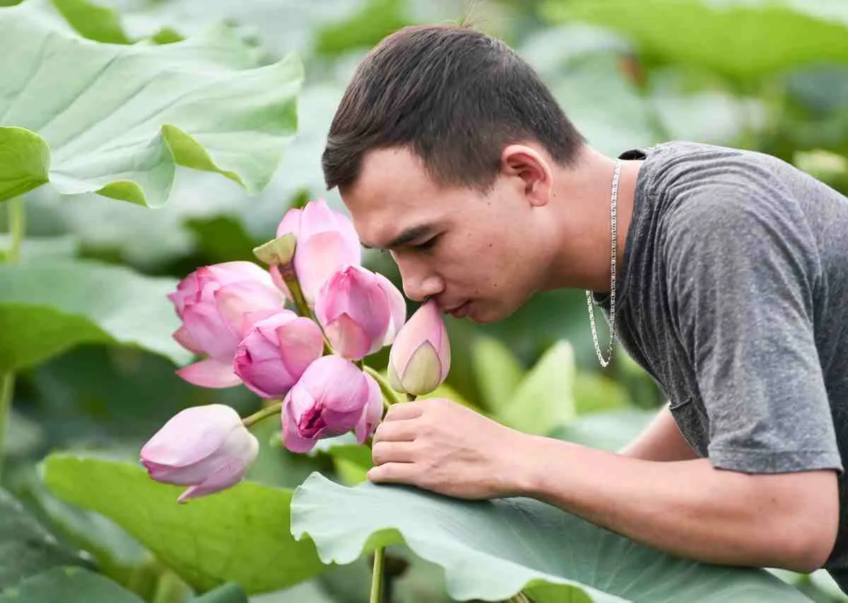 Hành trình sáng tạo tinh hoa từ những đài sen Việt