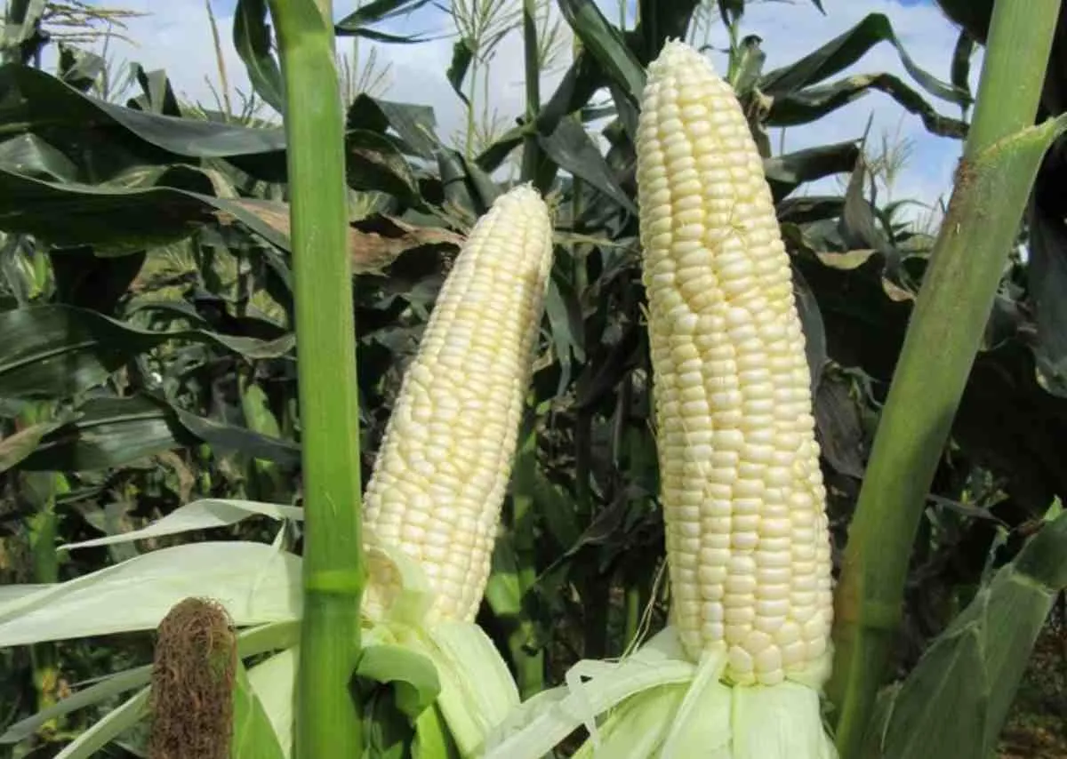 Ngô ăn không cần luộc – Hành trình sáng tạo ngọt lành