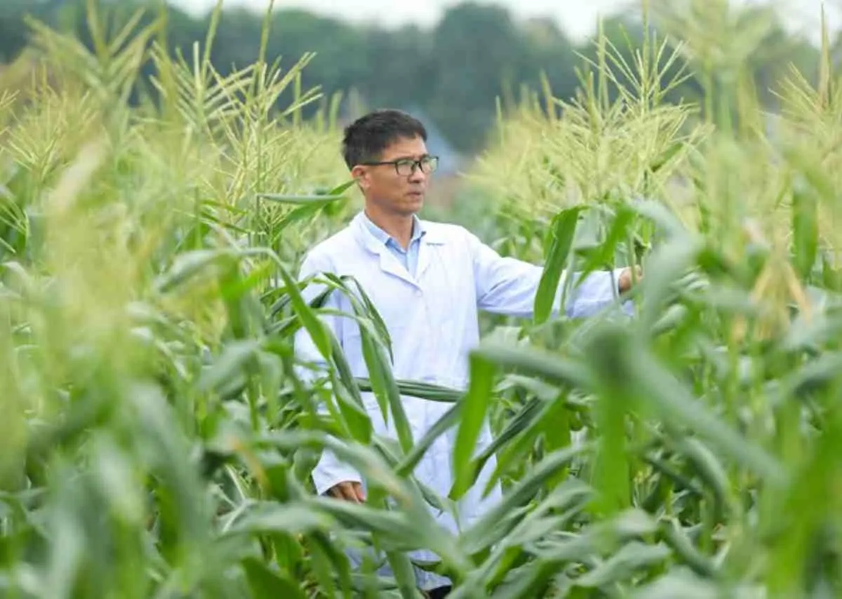 Ngô ăn không cần luộc – Hành trình sáng tạo ngọt lành