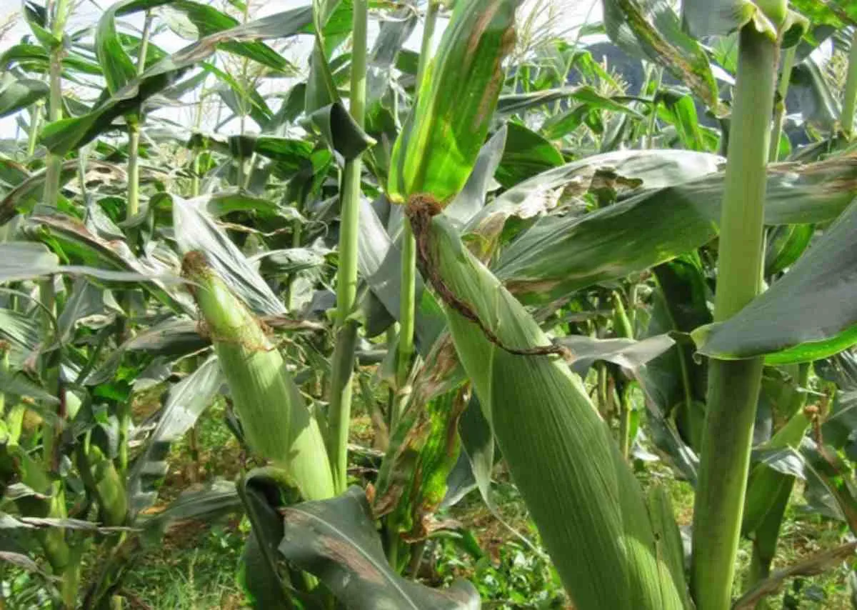 Ngô ăn không cần luộc – Hành trình sáng tạo ngọt lành