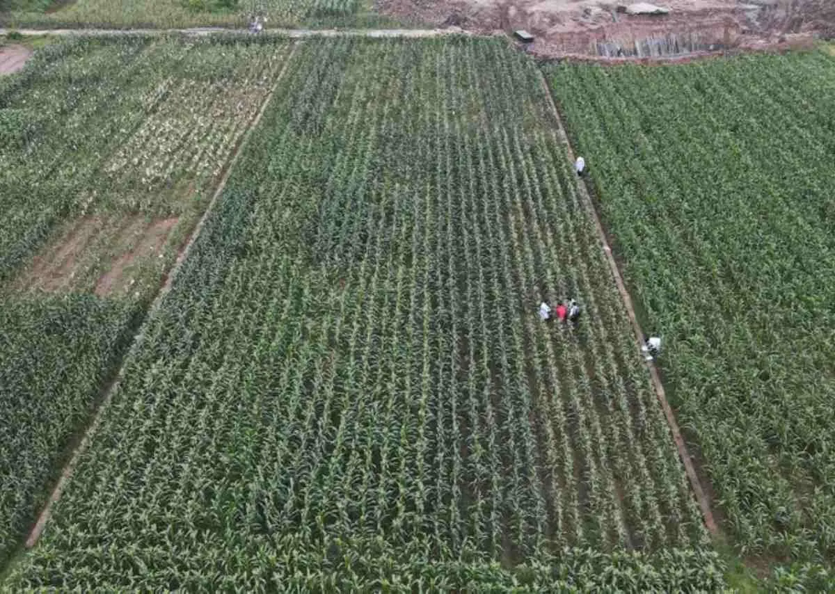 Ngô ăn không cần luộc – Hành trình sáng tạo ngọt lành