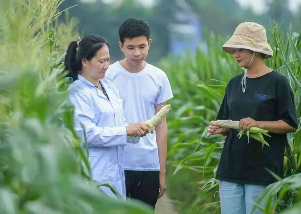 Ngô ăn không cần luộc – Hành trình sáng tạo ngọt lành