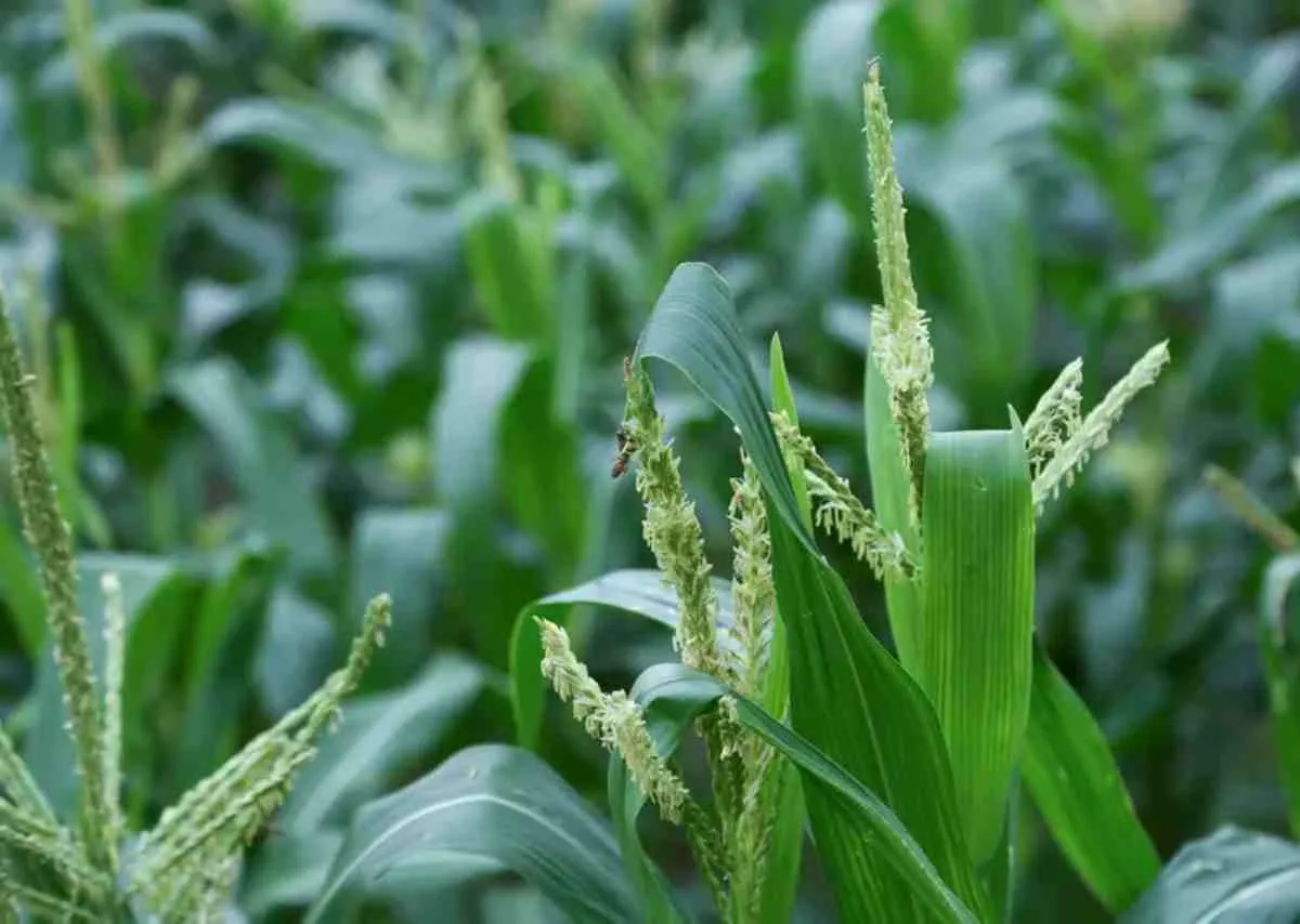 Ngô ăn không cần luộc – Hành trình sáng tạo ngọt lành