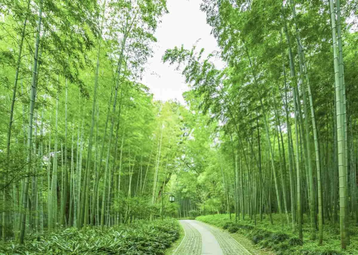 Tre, nứa trở thành nhịp thở văn hóa trong kiến trúc hôm nay