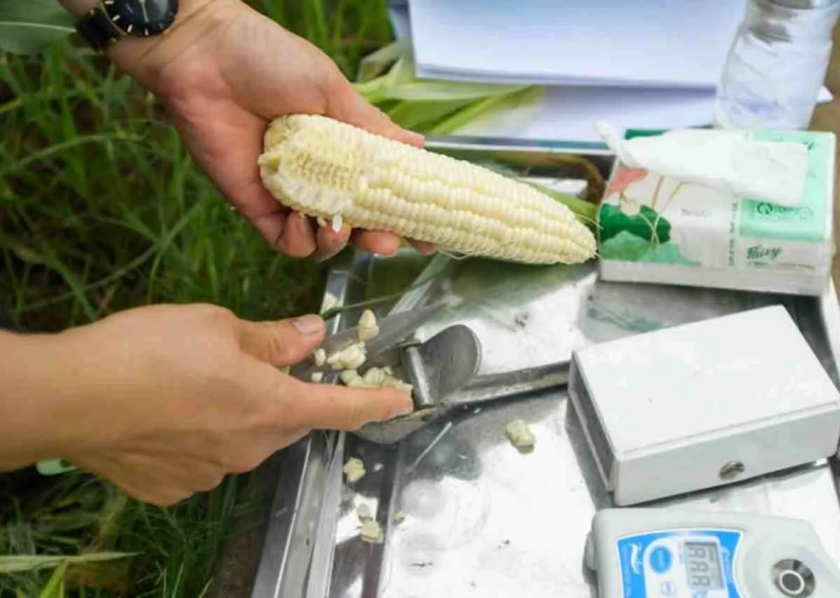 Ngô ăn không cần luộc – Hành trình sáng tạo ngọt lành