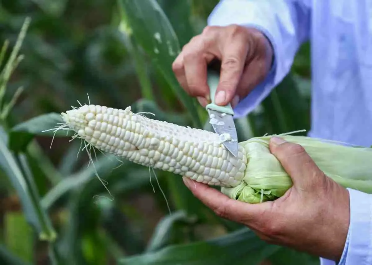 Ngô ăn không cần luộc – Hành trình sáng tạo ngọt lành