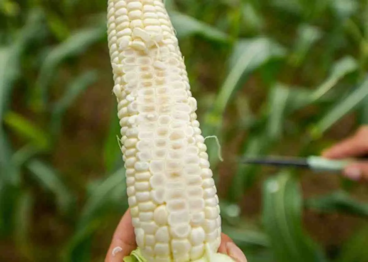 Ngô ăn không cần luộc – Hành trình sáng tạo ngọt lành