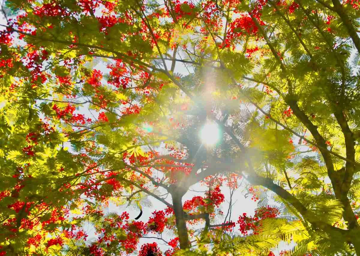 Hoa Phượng Đỏ – Khi ký ức còn cháy dưới mùa hè