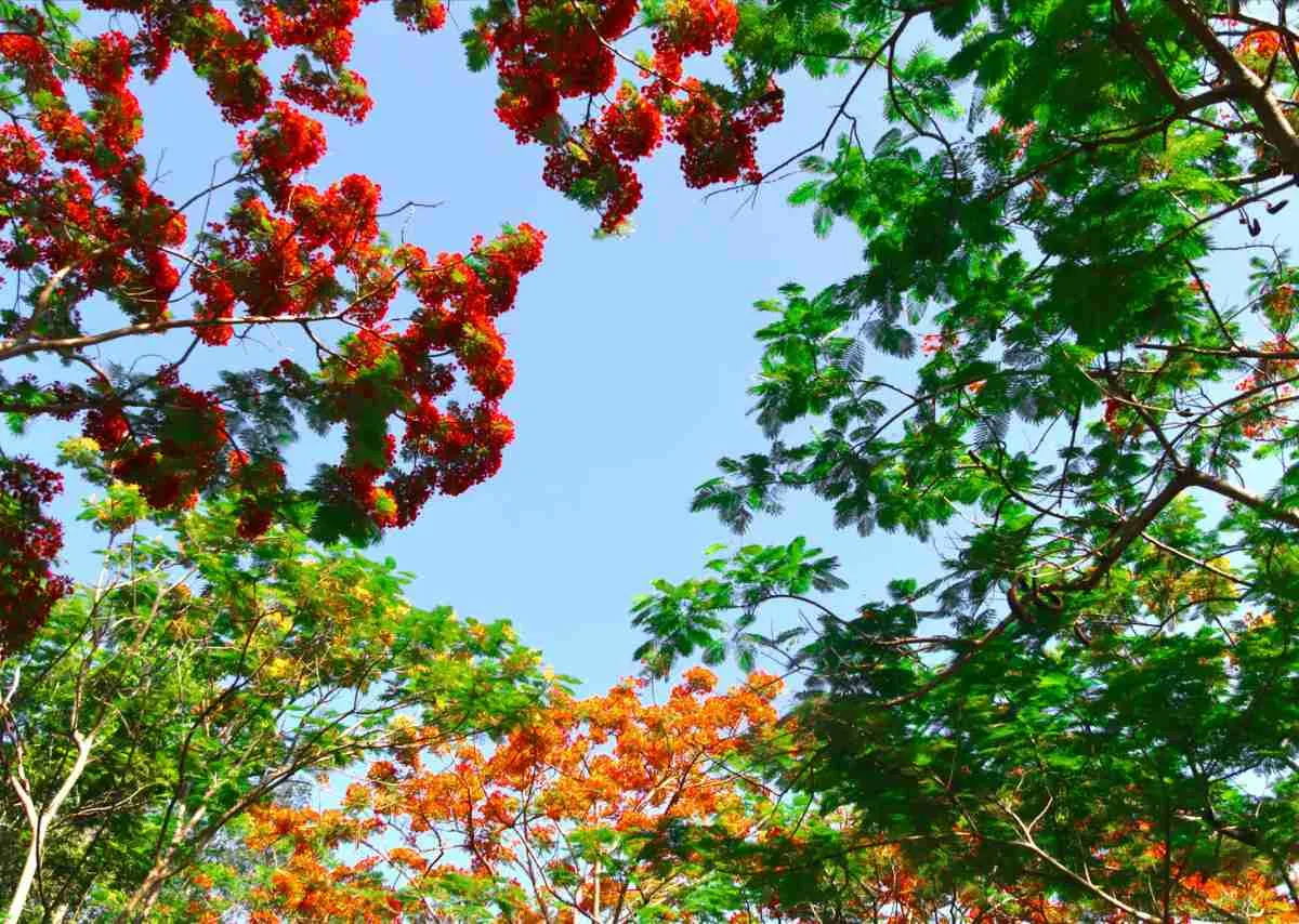 Hoa Phượng Đỏ – Khi Ký Ức Còn Cháy Dưới Mùa Hè