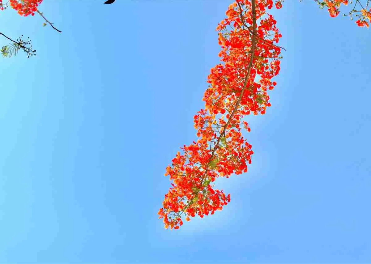 Hoa Phượng Đỏ – Khi Ký Ức Còn Cháy Dưới Mùa Hè