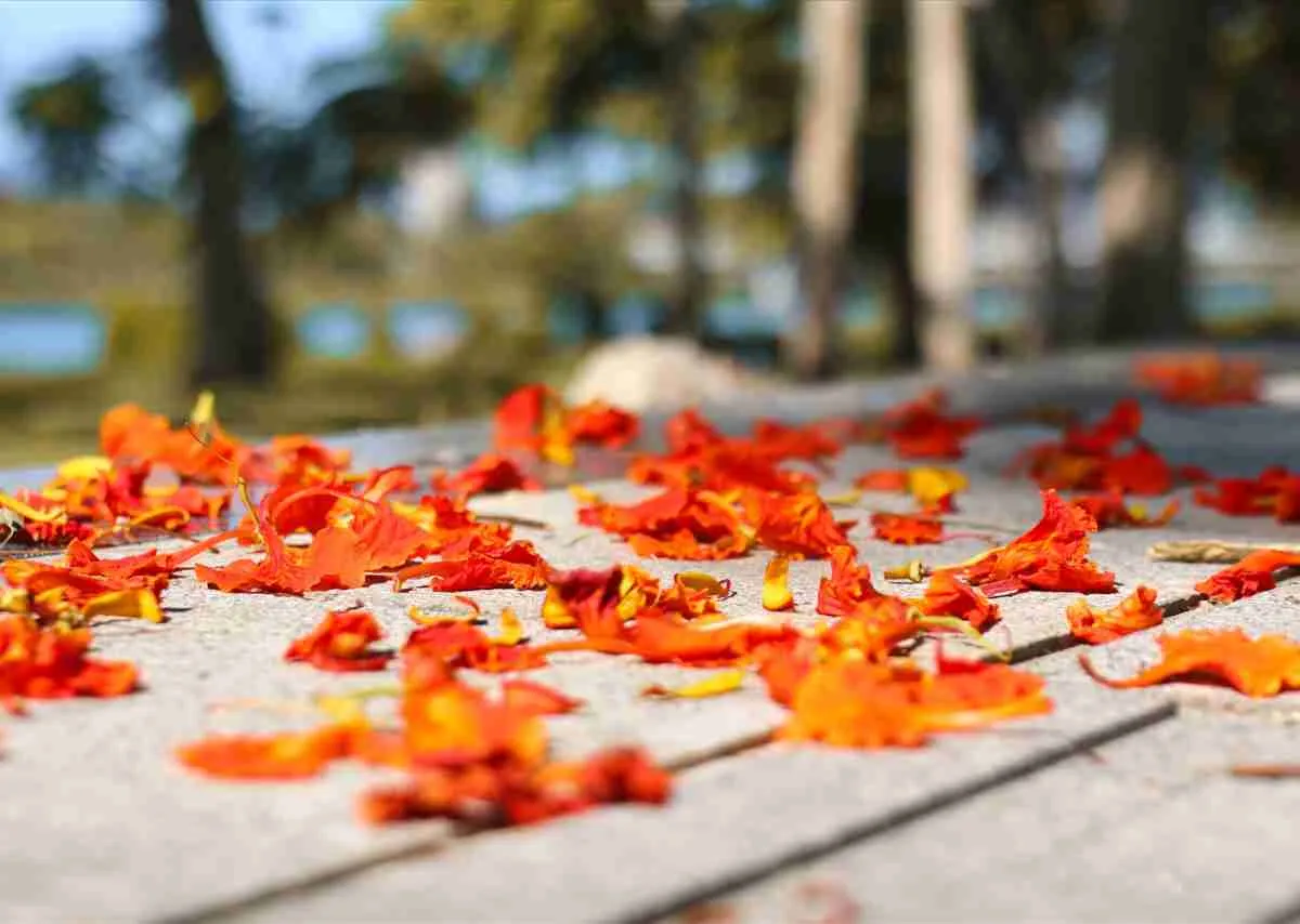 Hoa Phượng Đỏ – Khi Ký Ức Còn Cháy Dưới Mùa Hè