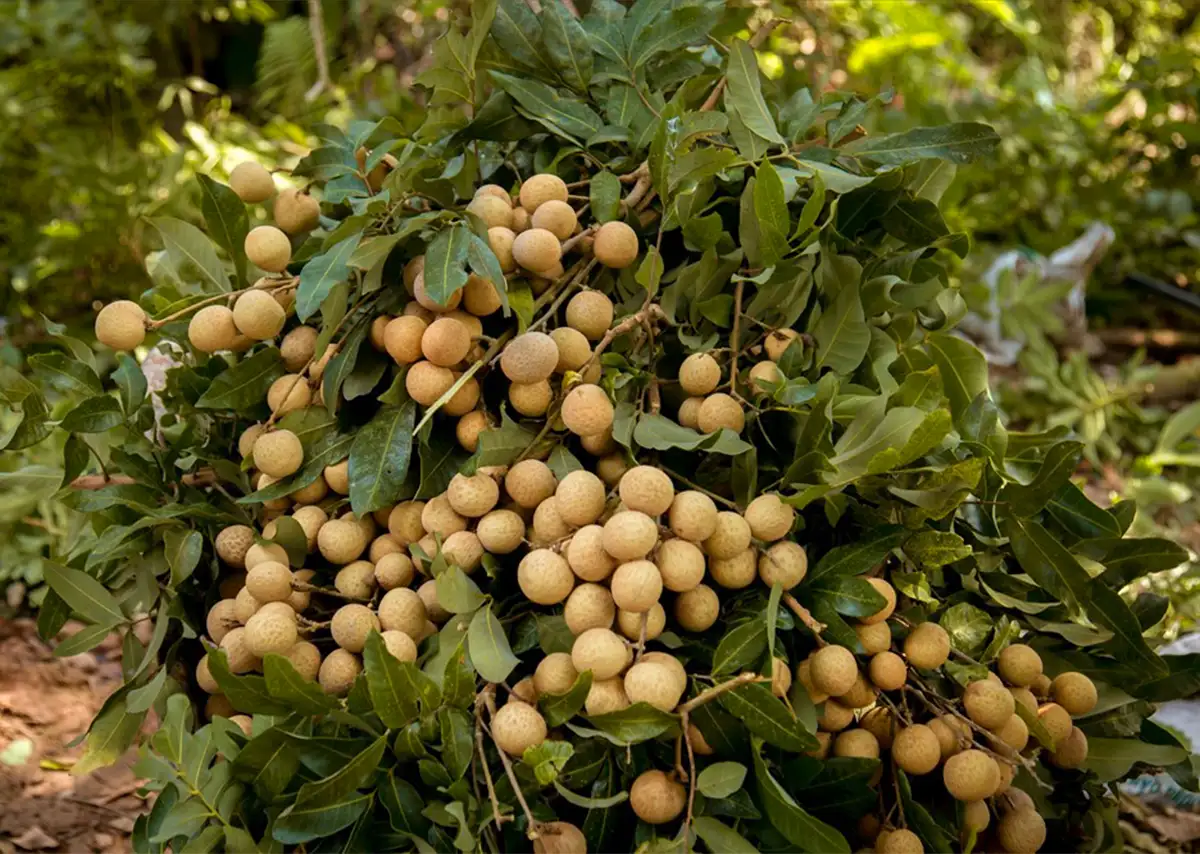 Trái Cây Việt Nam - Hành Trình Từ Vườn Quê Ra Thế Giới 