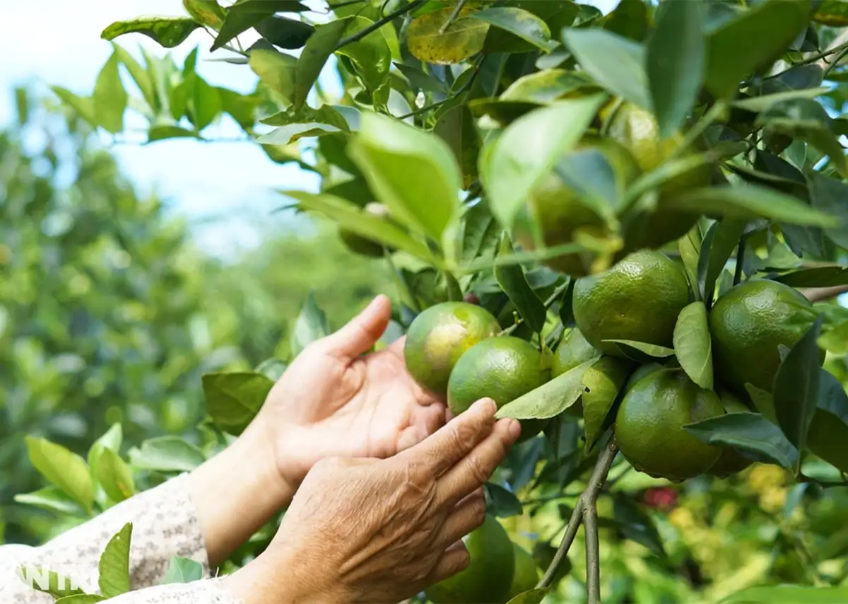 Trái Cây Việt Nam - Hành Trình Từ Vườn Quê Ra Thế Giới 