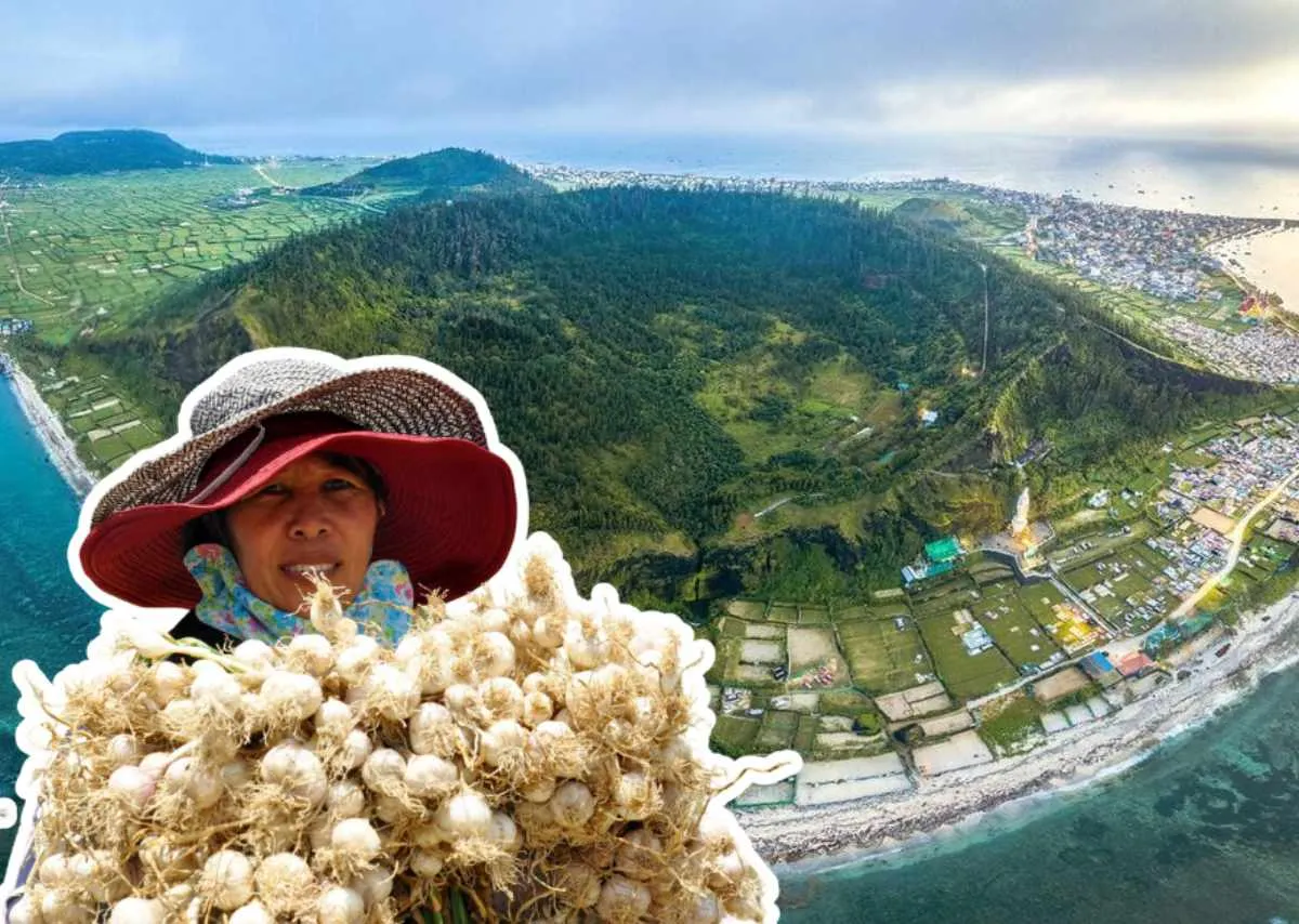 Tỏi Lý Sơn – Vàng trắng của biển đảo miền Trung