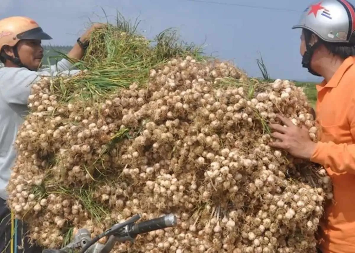 Giữa nắng gió biển khơi, người phụ nữ Lý Sơn gieo cả niềm tin vào từng luống tỏi