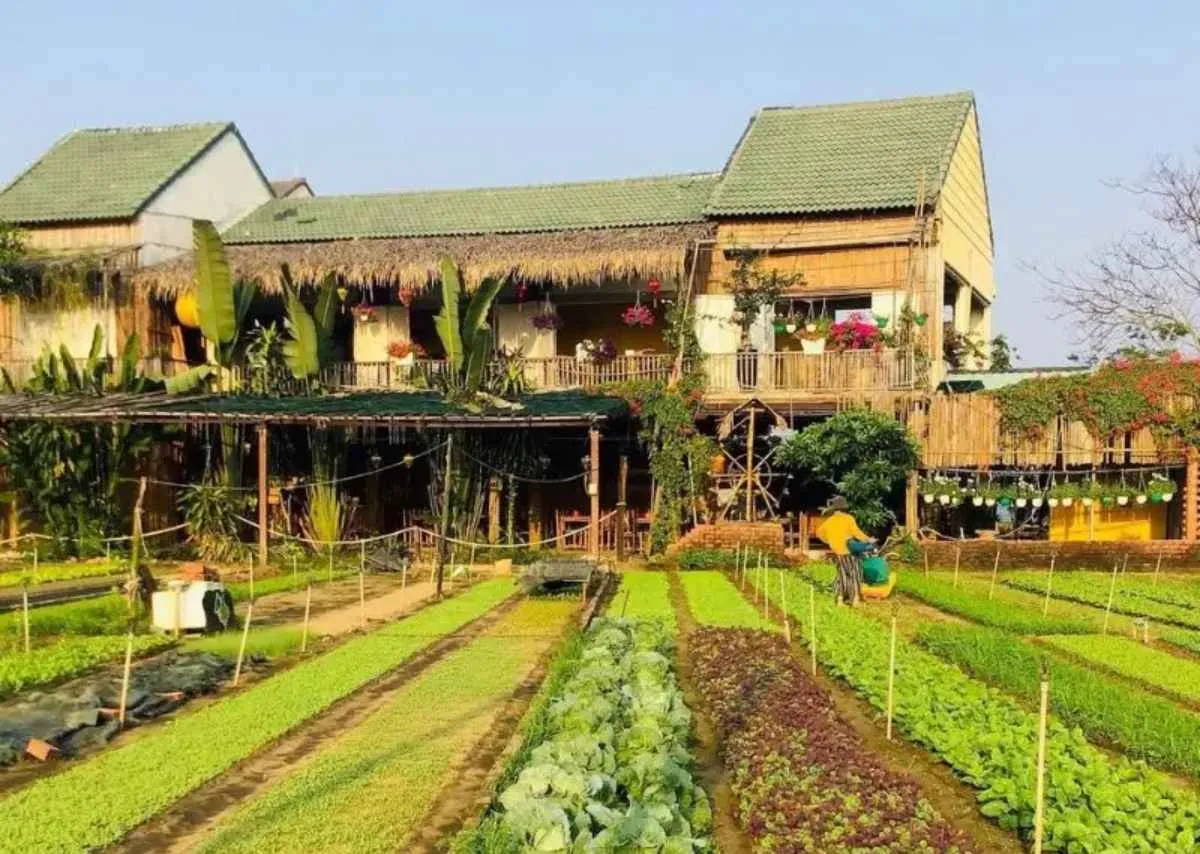 Làng rau Trà Quế – Hít hà một miền xanh giữa lòng Hội An