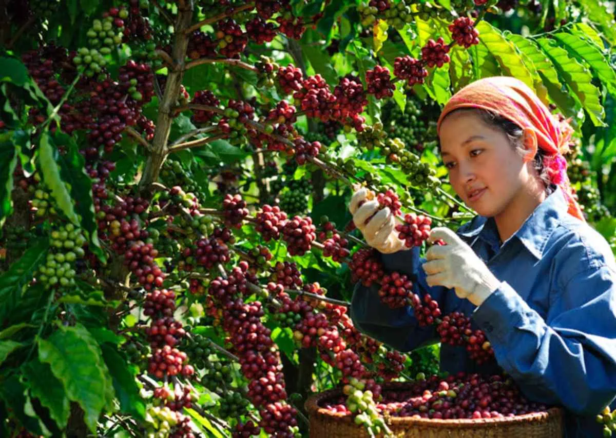 Người làm vườn cà phê Cầu Đất – Thức cùng sương sớm