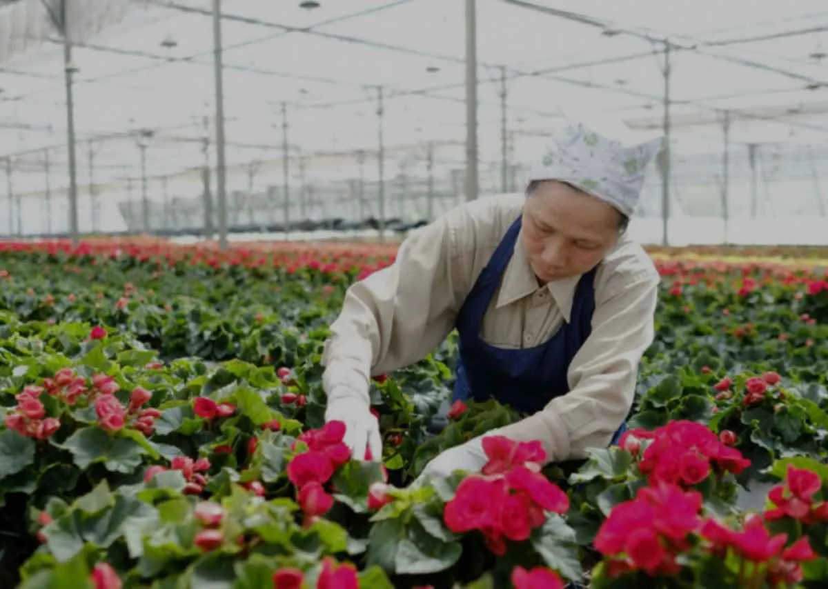 Nghề trồng hoa Đà Lạt – Những người tô màu cho sương