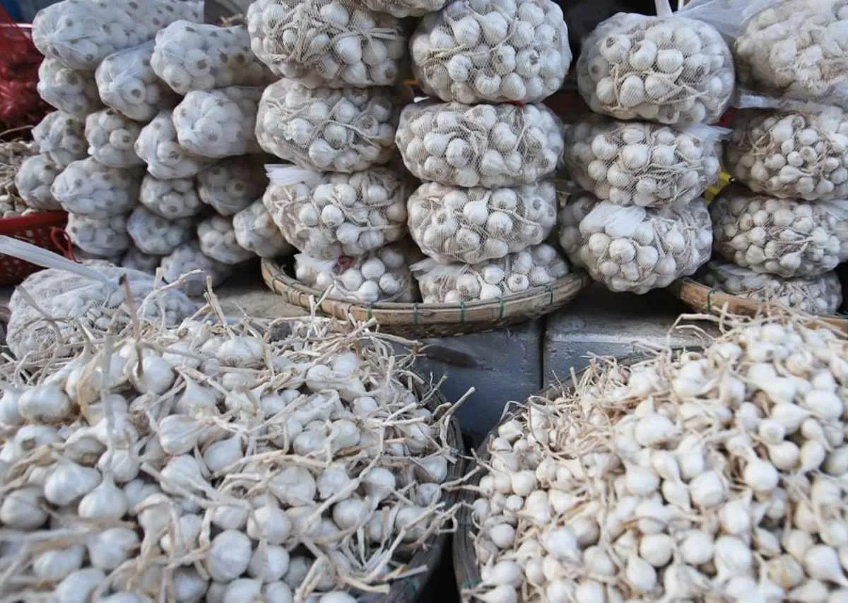 Tỏi cô đơn Lý Sơn – báu vật 1% giữa biển trời