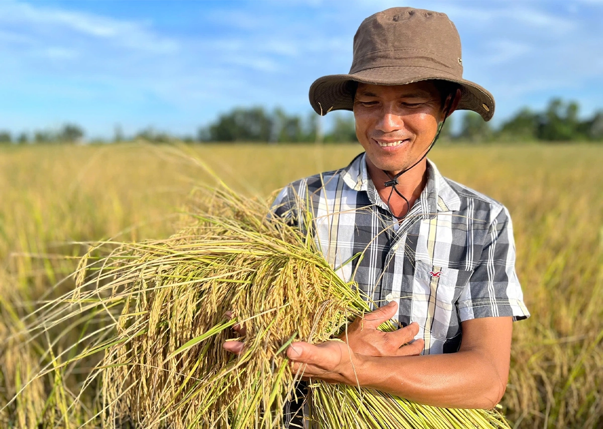 ST25 – Hạt gạo kể chuyện bản lĩnh và trí tuệ Việt