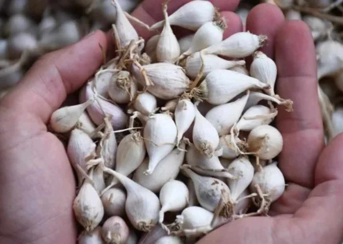 Tỏi Lý Sơn – Từ đảo nhỏ vươn ra thế giới