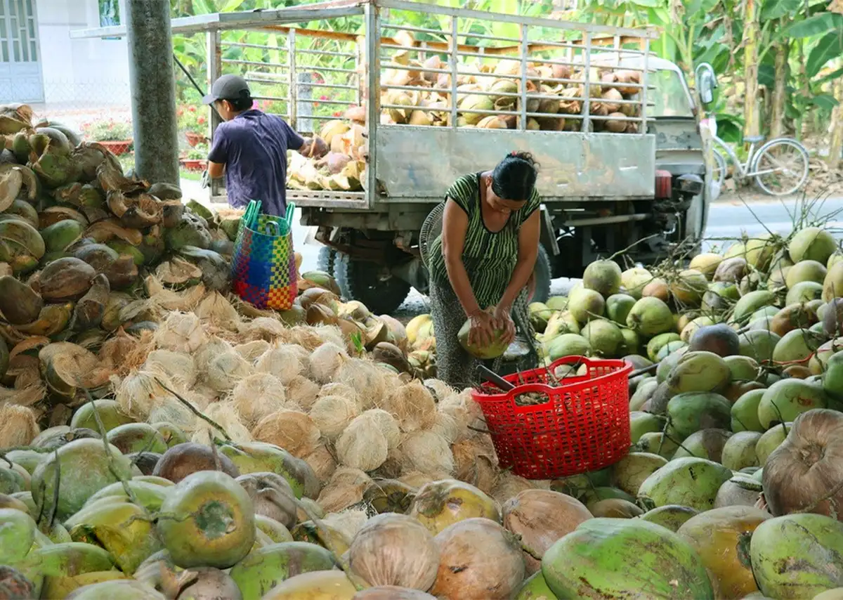 Trái Cây Việt Nam - Hành Trình Từ Vườn Quê Ra Thế Giới