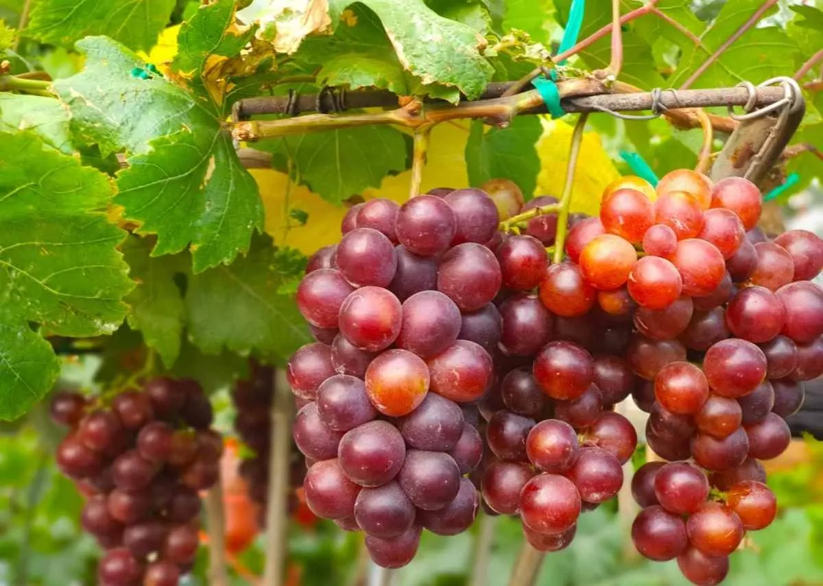 nho Ninh Thuận 2