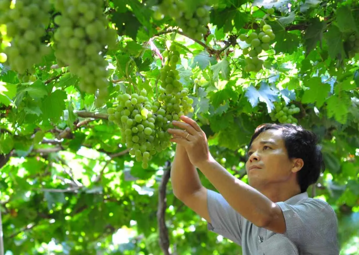 nho Ninh Thuận 1